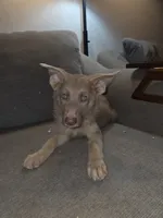 MI01- IBMale, a male German Shepherd Dog for sale in Phoenix, AZ – 3 of 8