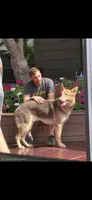 MB1-FLPink, a female German Shepherd Dog for sale in Phoenix, AZ – 10 of 10