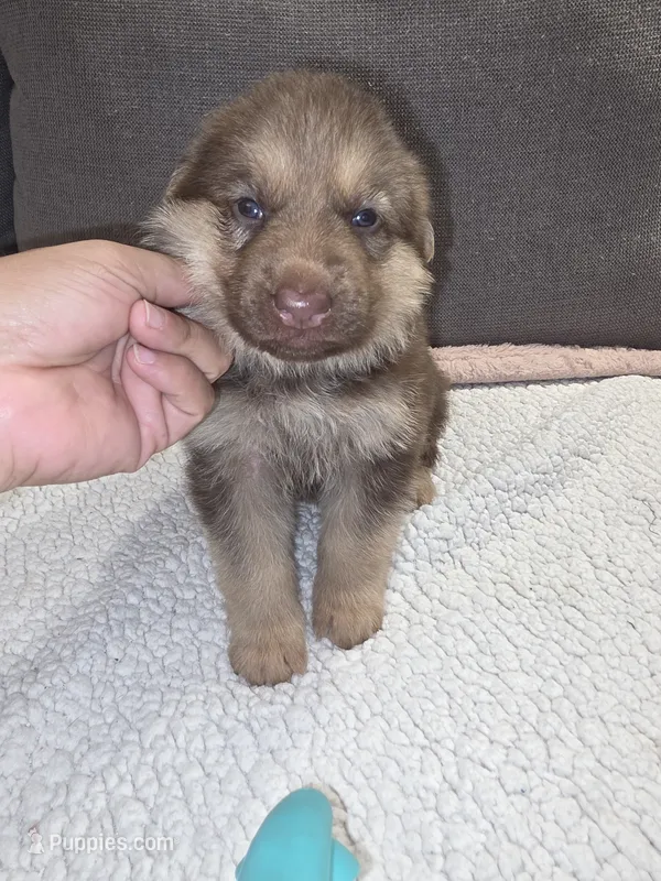 MB1-FLPink – German Shepherd Dog puppy for sale in Phoenix, AZ