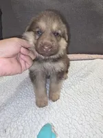 MB1-FLPink, a female German Shepherd Dog for sale in Phoenix, AZ – 1 of 10