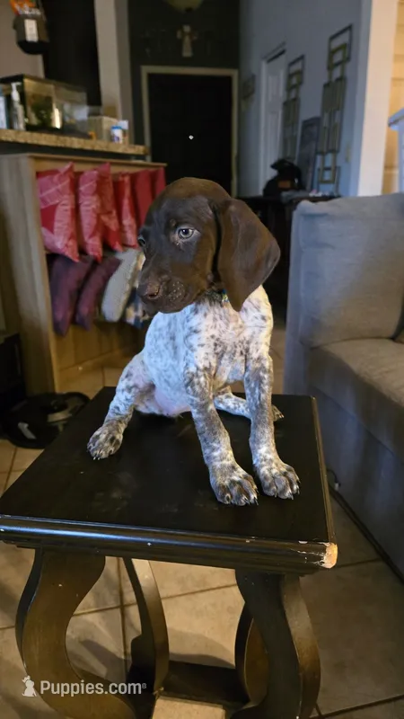 Blue female – German Shorthaired Pointer puppy for sale in Phoenix, AZ