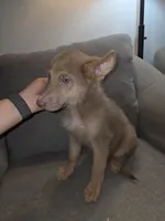 MI01- IGM, a male German Shepherd Dog for sale in Phoenix, AZ – 4 of 10