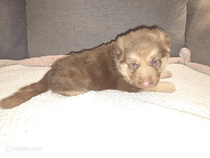 MB1-MLBlue – German Shepherd Dog puppy on hold in Phoenix, AZ