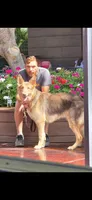 MB1-FIYellow, a female German Shepherd Dog for sale in Phoenix, AZ – 9 of 10