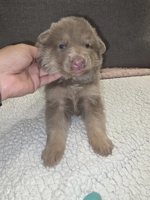 MB1-FIYellow – German Shepherd Dog puppy for sale in Phoenix, AZ