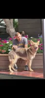 MB1-FIOrange, a female German Shepherd Dog for sale in Phoenix, AZ – 9 of 10