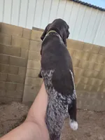 Black female, a male German Shorthaired Pointer for sale in Phoenix, AZ – 2 of 3