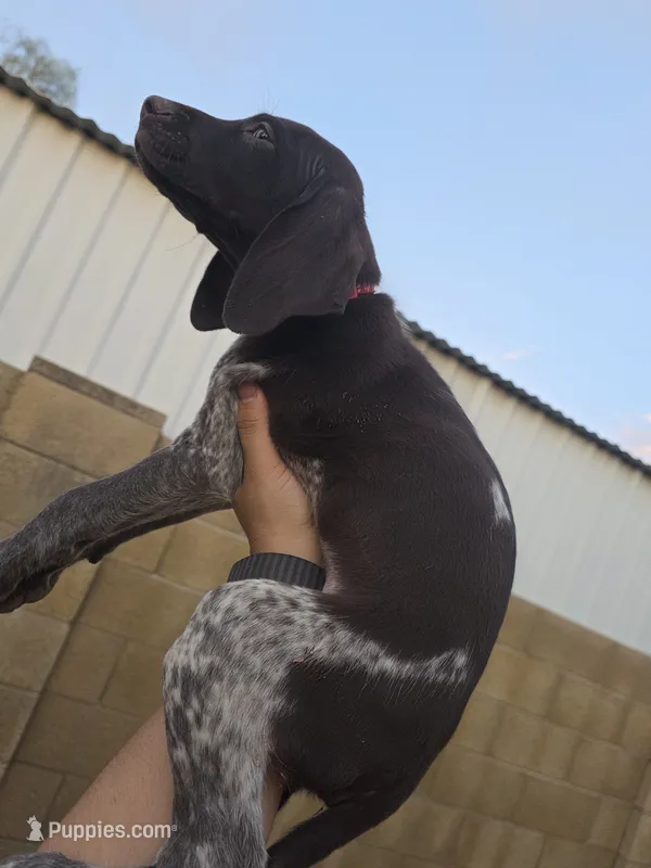 Male Red – German Shorthaired Pointer puppy for sale in Phoenix, AZ