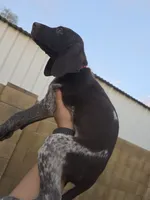 Male Red, a male German Shorthaired Pointer for sale in Phoenix, AZ – 1 of 2