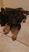 Neon Male, a male German Shepherd Dog for sale in Phoenix, AZ – 2 of 2