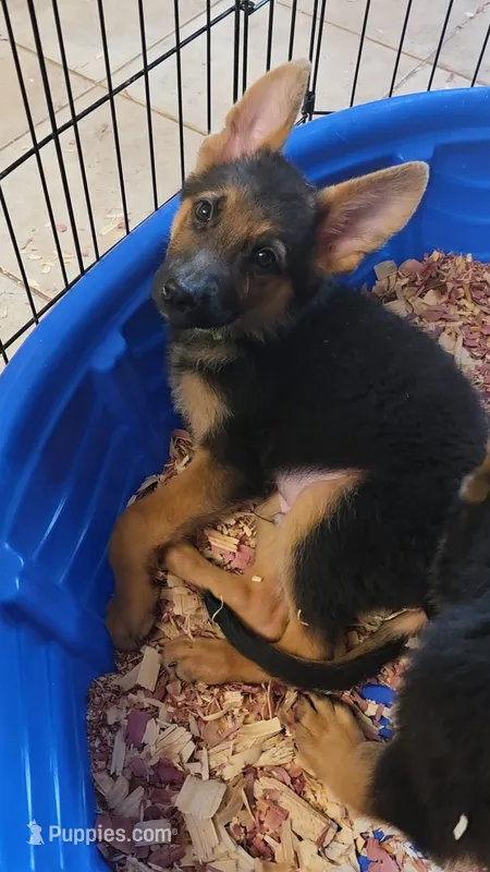 Green Collar – German Shepherd Dog puppy for sale in Phoenix, AZ