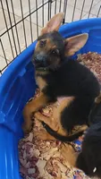 Green Collar, a male German Shepherd Dog for sale in Phoenix, AZ – 1 of 2