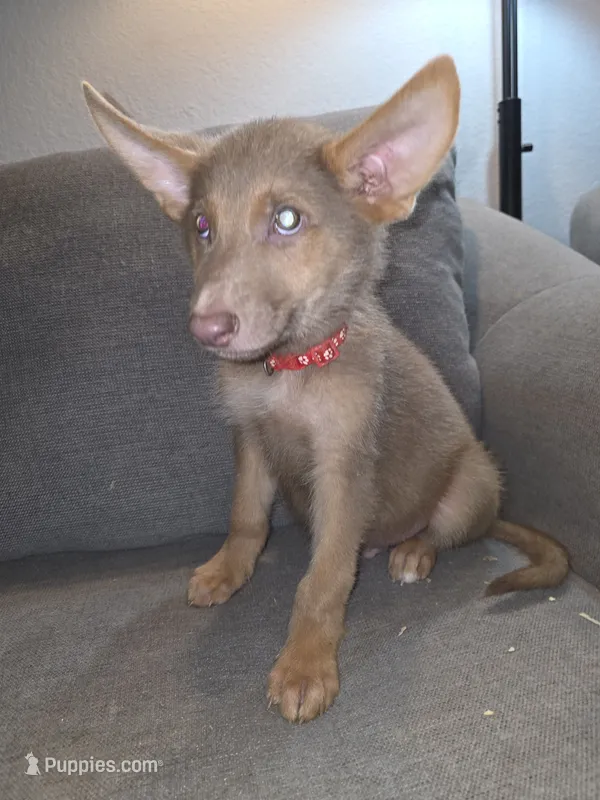 Mi01- IRM – German Shepherd Dog puppy for sale in Phoenix, AZ