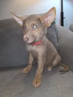Mi01- IRM, a male German Shepherd Dog for sale in Phoenix, AZ – 1 of 10
