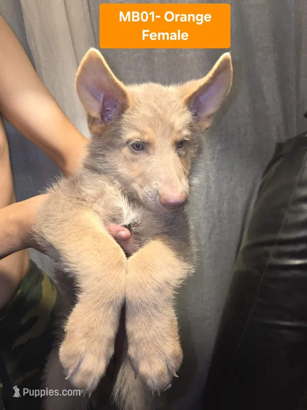 MB1-FIOrange – German Shepherd Dog puppy for sale in Phoenix, AZ