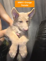 MB1-FIOrange, a female German Shepherd Dog for sale in Phoenix, AZ – 1 of 5