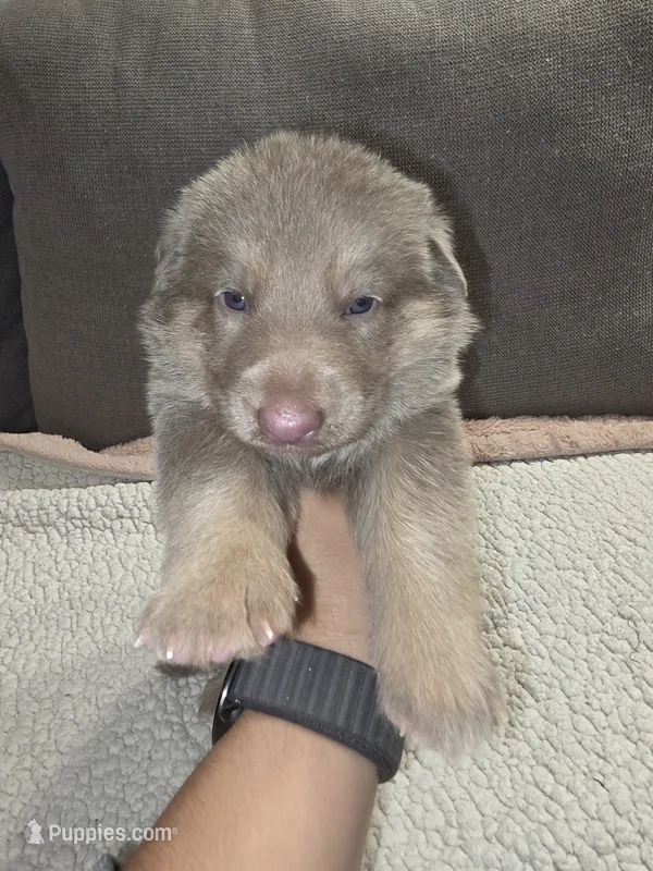 MB1-FIOrange – German Shepherd Dog puppy for sale in Phoenix, AZ