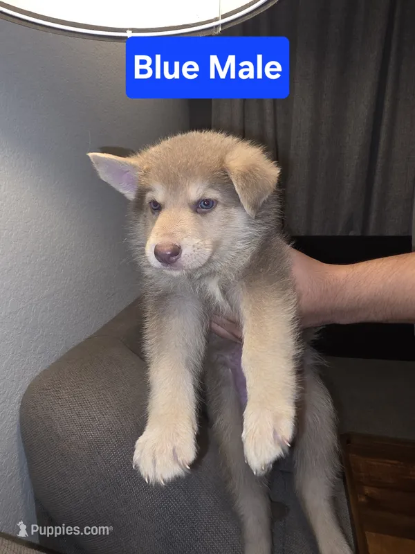 MI01- IBM – German Shepherd Dog puppy for sale in Phoenix, AZ