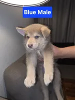 MI01- IBM, a male German Shepherd Dog for sale in Phoenix, AZ – 1 of 6