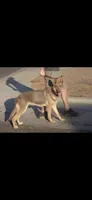 MB1-FIYellow, a female German Shepherd Dog for sale in Phoenix, AZ – 8 of 10