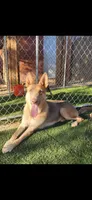 MI01- IBMale, a male German Shepherd Dog for sale in Phoenix, AZ – 3 of 4