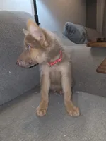 Mi01- IRM, a male German Shepherd Dog for sale in Phoenix, AZ – 2 of 10