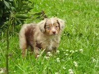 Little Red, a female Toy Australian Shepherd for sale in Bloomfield, IA – 4 of 7