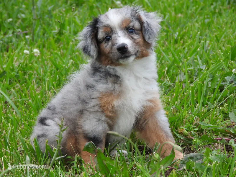 Blue Bell – Toy Australian Shepherd puppy for sale in Bloomfield, IA