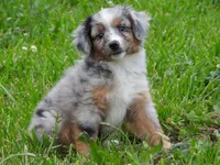 Blue Bell, a female Toy Australian Shepherd for sale in Bloomfield, IA – 1 of 7