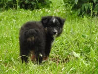 Tater, a male Toy Australian Shepherd for sale in Bloomfield, IA – 5 of 5