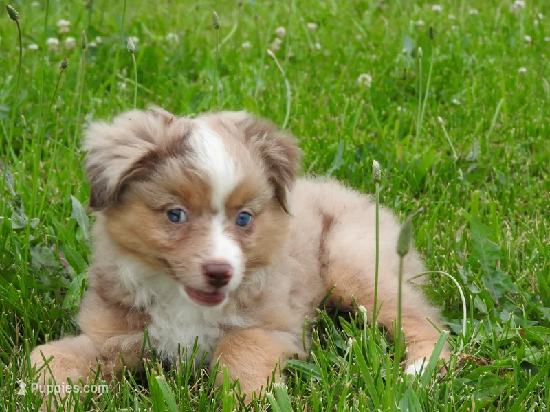 Sassy – Toy Australian Shepherd puppy for sale in Bloomfield, IA