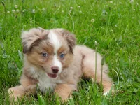 Sassy, a female Toy Australian Shepherd for sale in Bloomfield, IA – 2 of 6