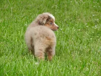 Sassy, a female Toy Australian Shepherd for sale in Bloomfield, IA – 4 of 6