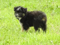 Tater, a male Toy Australian Shepherd for sale in Bloomfield, IA – 2 of 5