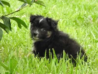 Tater, a male Toy Australian Shepherd for sale in Bloomfield, IA – 4 of 5