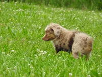Little Red, a female Toy Australian Shepherd for sale in Bloomfield, IA – 7 of 7