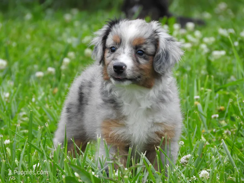 Blue Bell – Toy Australian Shepherd puppy for sale in Bloomfield, IA