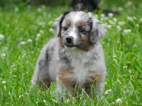 Blue Bell, a female Toy Australian Shepherd for sale in Bloomfield, IA – 4 of 7