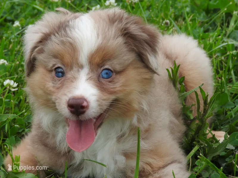 Sassy – Toy Australian Shepherd puppy for sale in Bloomfield, IA