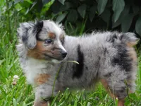 Blue Bell, a female Toy Australian Shepherd for sale in Bloomfield, IA – 5 of 7