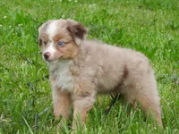 Sassy, a female Toy Australian Shepherd for sale in Bloomfield, IA – 6 of 6