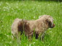 Little Red, a female Toy Australian Shepherd for sale in Bloomfield, IA – 5 of 7