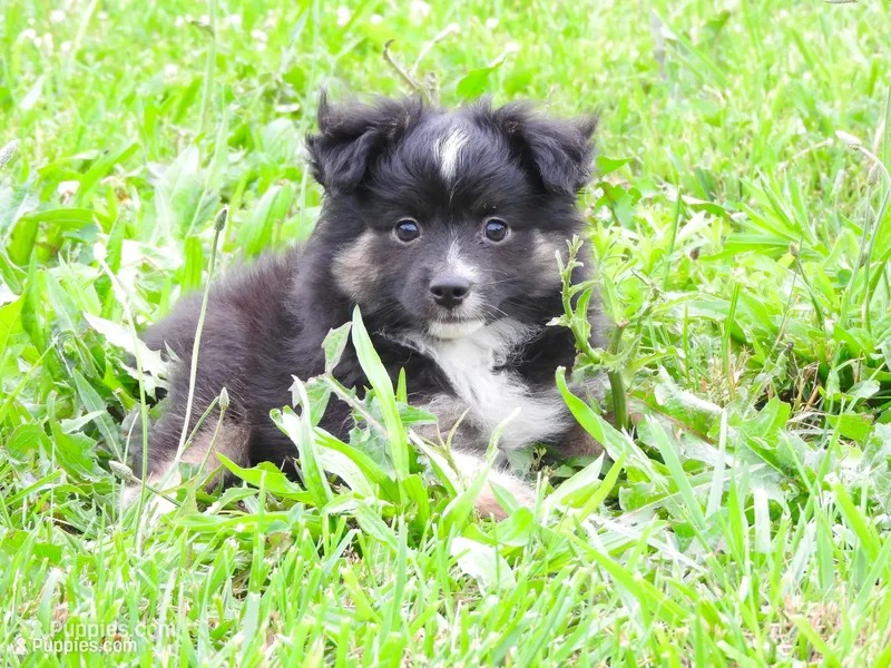 Tater – Toy Australian Shepherd puppy for sale in Bloomfield, IA
