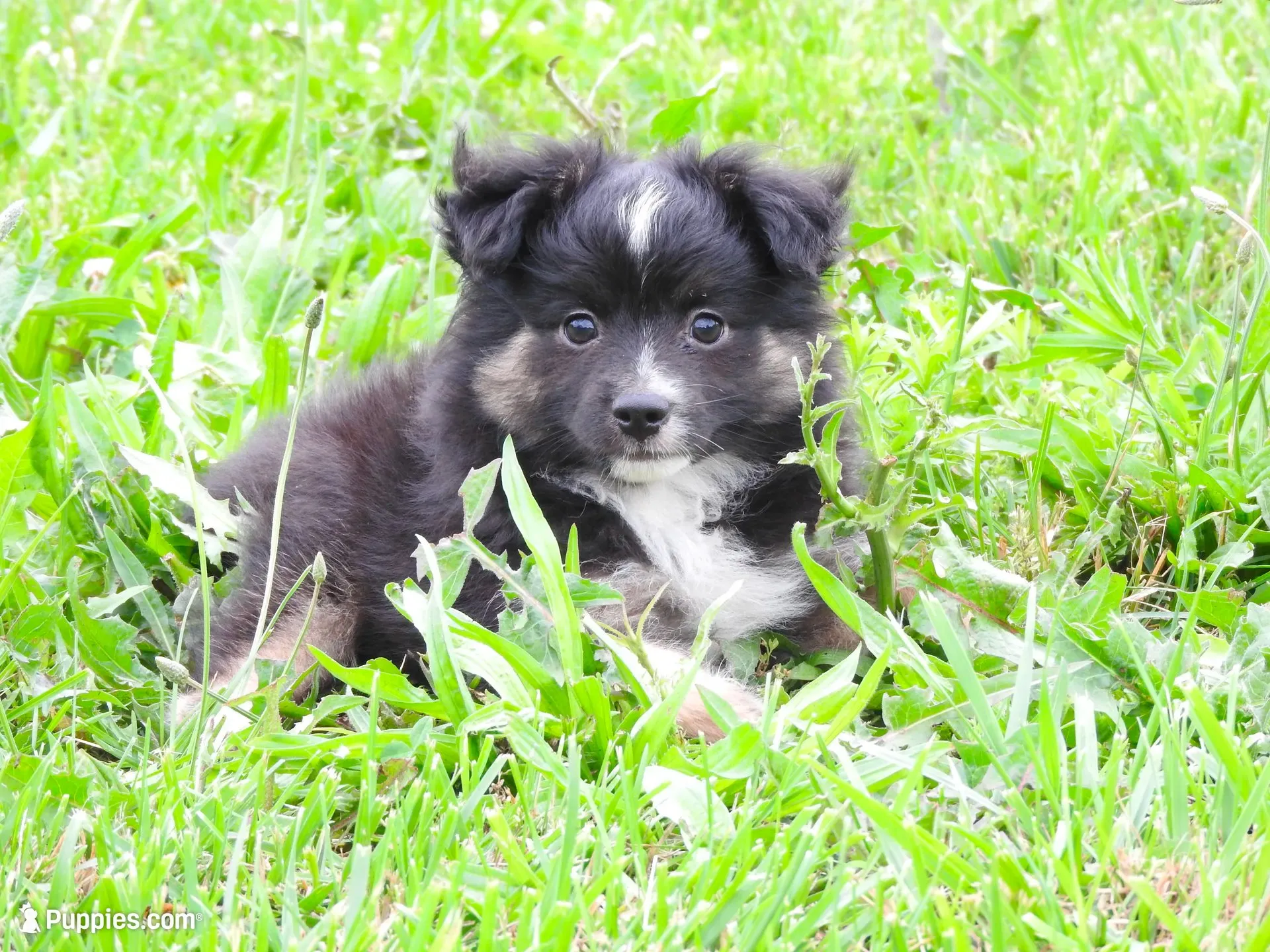 Tater, a male Toy Australian Shepherd for sale in Bloomfield, IA – 1 of 5