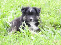 Tater, a male Toy Australian Shepherd for sale in Bloomfield, IA – 3 of 5