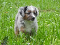 Blue Bell, a female Toy Australian Shepherd for sale in Bloomfield, IA – 6 of 7