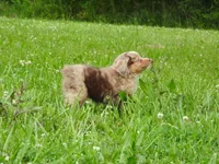 Little Red, a female Toy Australian Shepherd for sale in Bloomfield, IA – 2 of 7