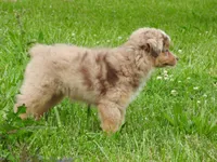 Sassy, a female Toy Australian Shepherd for sale in Bloomfield, IA – 3 of 6