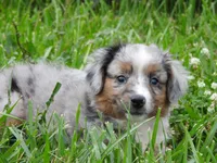 Blue Bell, a female Toy Australian Shepherd for sale in Bloomfield, IA – 3 of 7