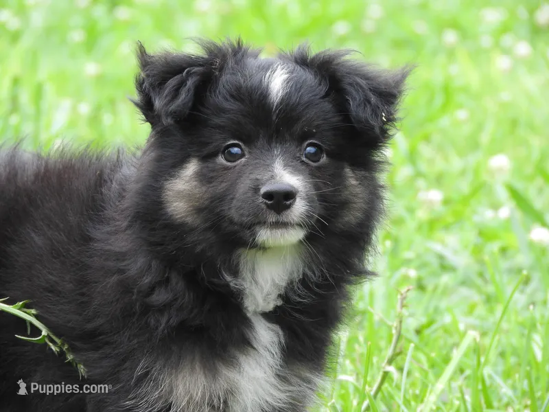 Tater – Toy Australian Shepherd puppy for sale in Bloomfield, IA